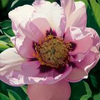 Pink Peony